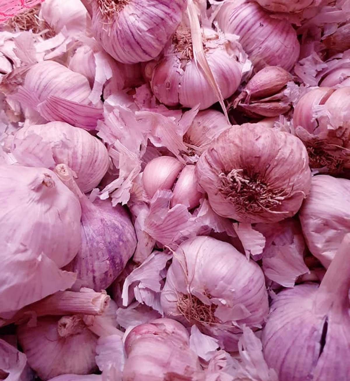 Când e bine să pui usturoiul de toamnă Când e bine să pui usturoiul de toamnă