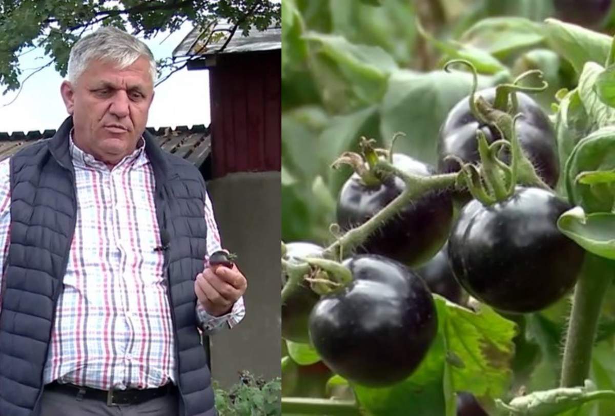 Orașul din România în care se cultivă roșiile negre. De ce este recomandat consumul acestor tomate și ce beneficii are pentru sănătate