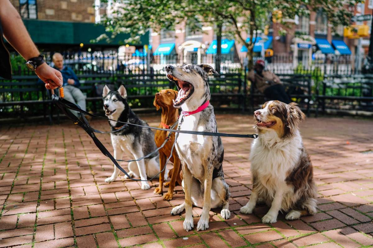 Animalul de companie care a îngrozit o familie de români când a crescut. Era exotic și adus ilegal în România