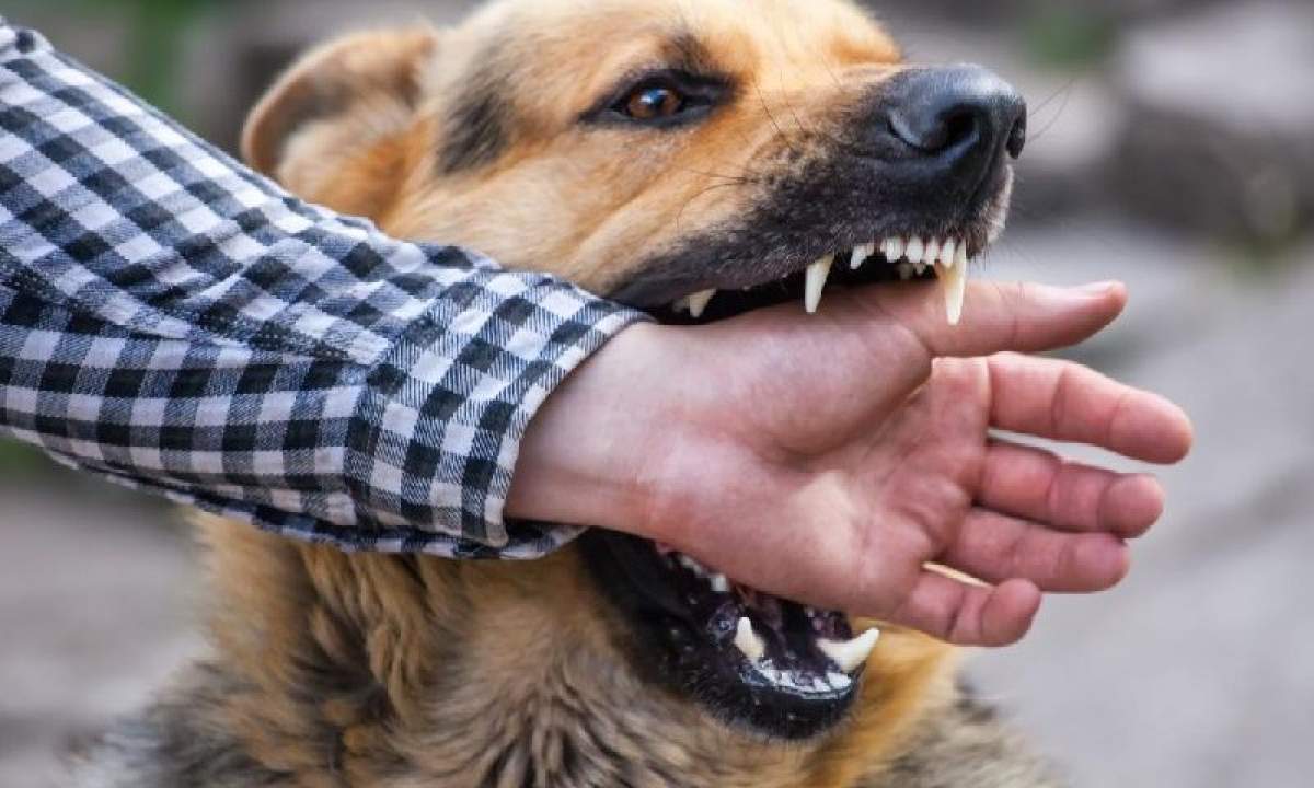 De ce câinele meu mă mușcă. Cauzele comportamentului agresiv al animalului de companie