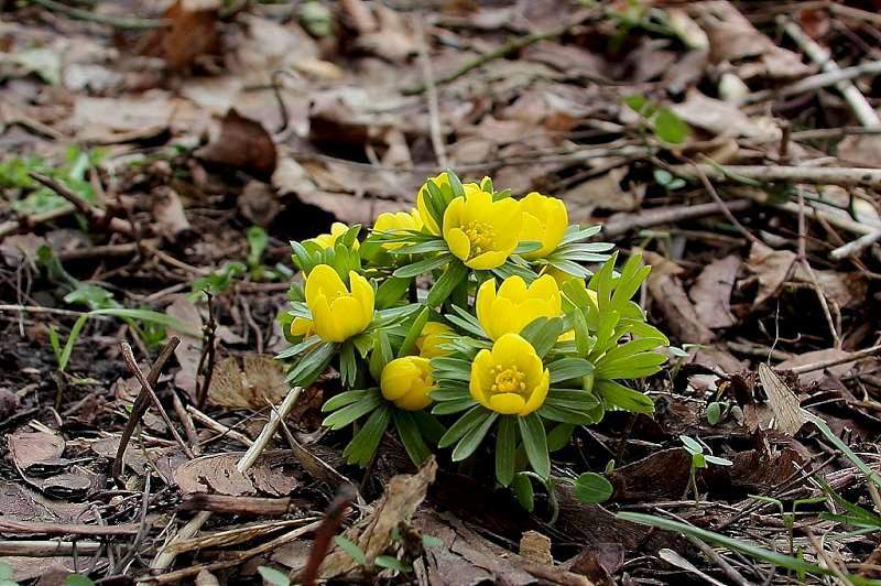 Plante care înfloresc iarna. 9 flori pe care trebuie să le ai plantate în grădină