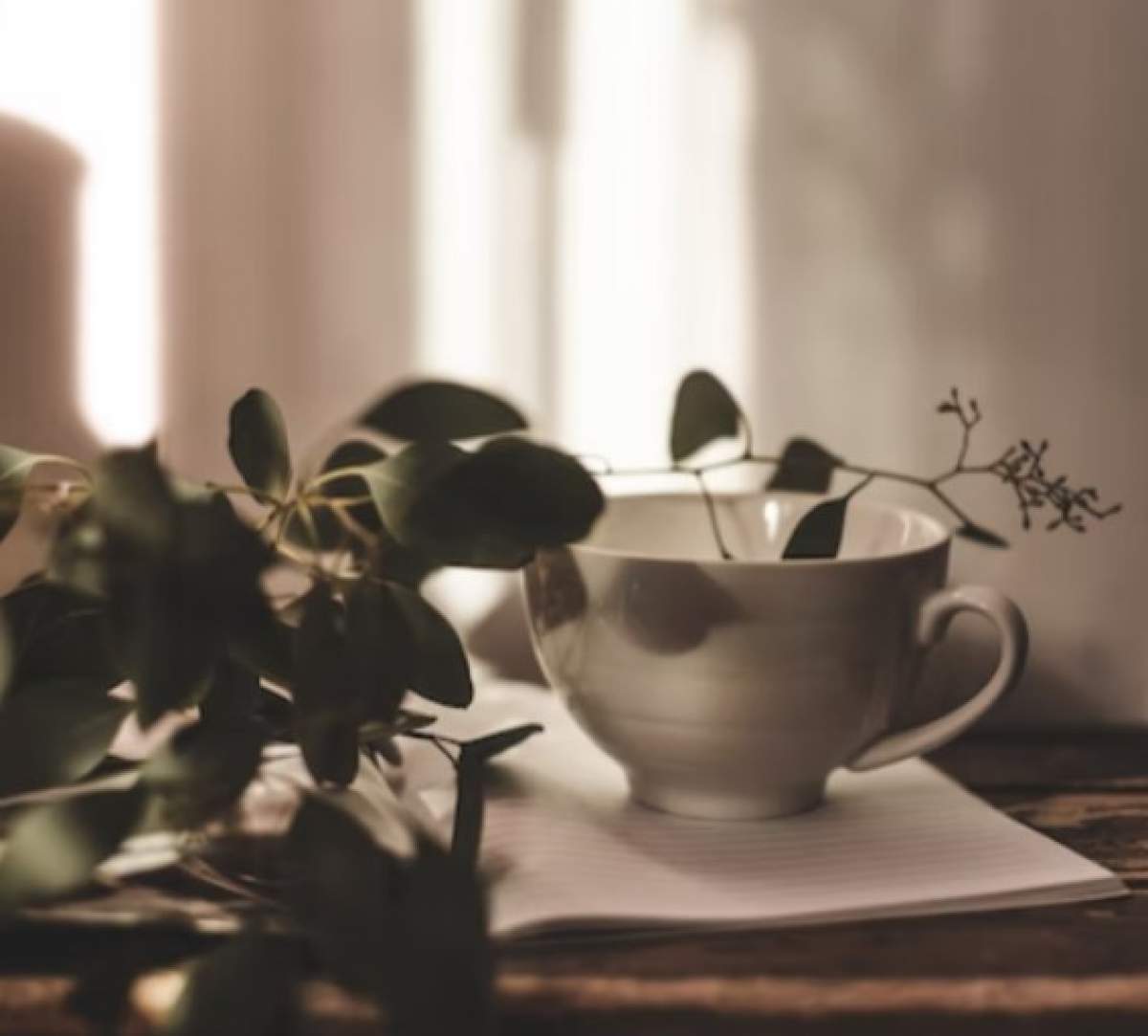 crenguță de eucalipt lângă o ceașcă de ceai