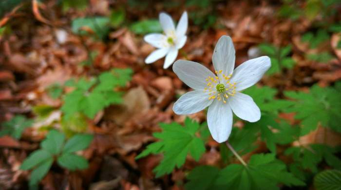 Plante care infloresc doar pe timp de noapte. 8 flori care nu necesită îngrijire