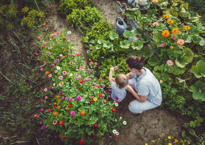 Plante care infloresc doar pe timp de noapte. 8 flori care nu necesită îngrijire