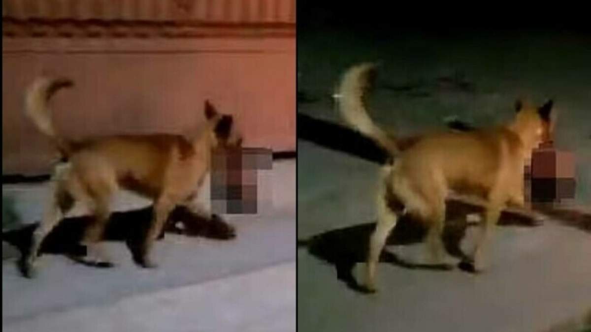 Câine, filmat în timp ce alerga cu un cap de om în gură. Scena care îngrozit localnicii