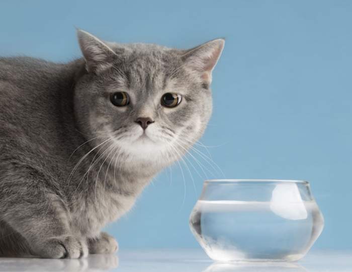 De ce pisica mea nu bea apă. Ce probleme de sănătate poate avea dacă este deshidratată