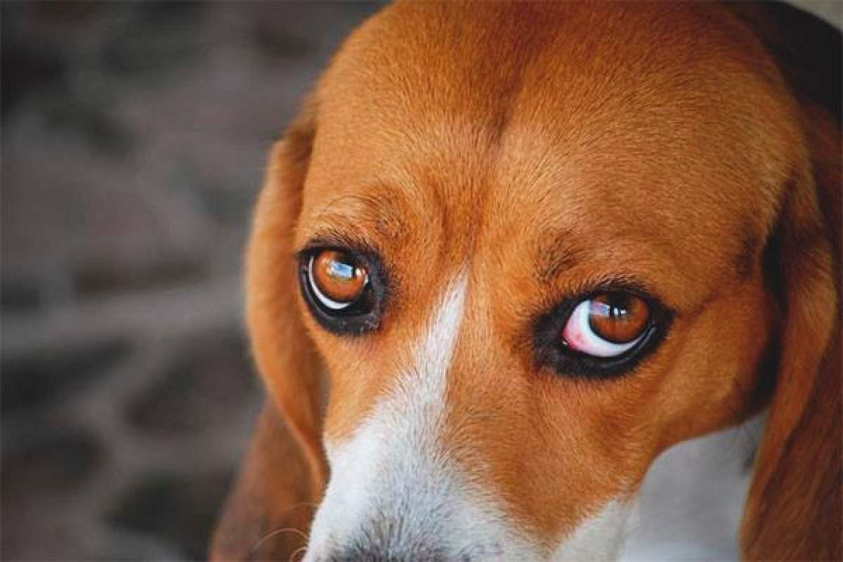 De ce câinele meu are ochii roșii? Ce spune acest lucru despre sănătatea lui