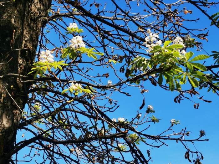 Orașul din România unde copacii au înflorit pentru a doua oară anul acesta. Minunea naturii, chiar sub ochii localnicilor