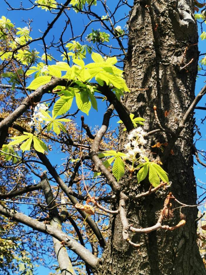 Orașul din România unde copacii au înflorit pentru a doua oară anul acesta. Minunea naturii, chiar sub ochii localnicilor