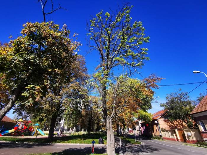 Orașul din România unde copacii au înflorit pentru a doua oară anul acesta. Minunea naturii, chiar sub ochii localnicilor