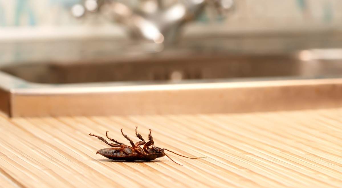 Truc impotriva gândacilor de bucătărie Amestecul de ingrediente care te ajută să scapi de problema cu gândacii de bucătărie. Trucul pe care nu-l știai