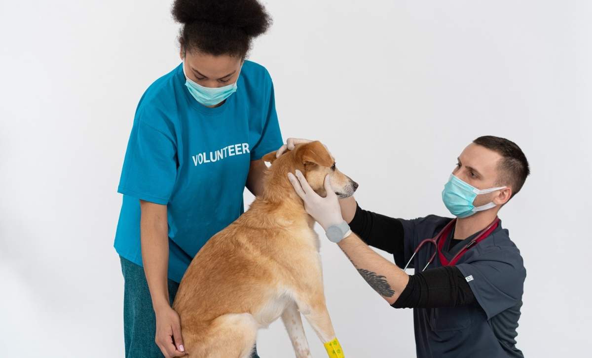 câine la veterinar