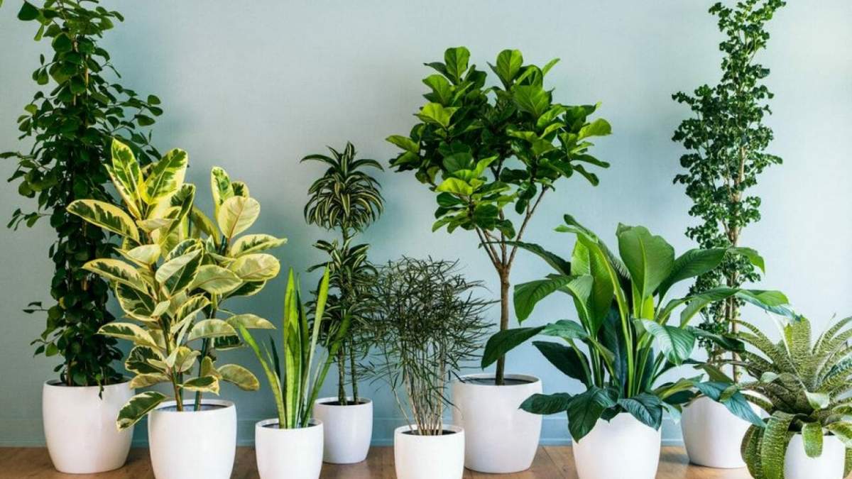 Plante de apartament care absorb umiditatea. Pune câte una în fiecare cameră unde ai mucegai și vei scăpa de problemă