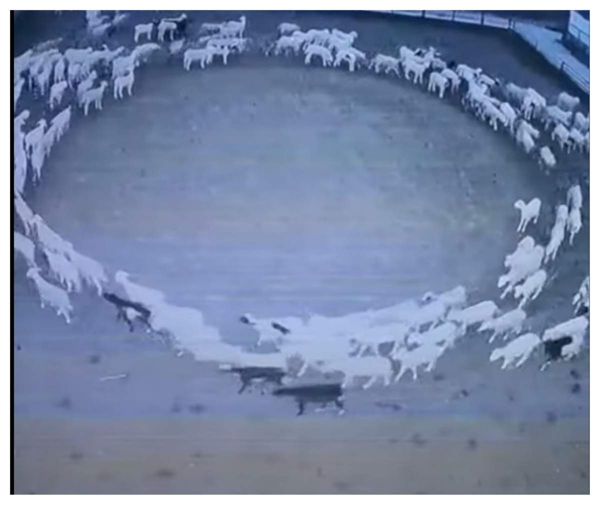 Motivul halucinant pentru care o turmă de oi s-a învârtit 12 zile în cerc. Specialiștii au descoperit răspunsul