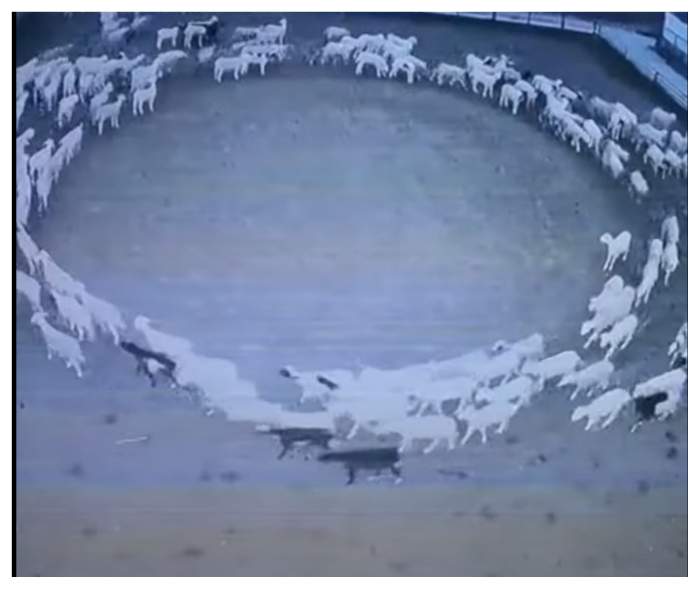 Motivul halucinant pentru care o turmă de oi s-a învârtit 12 zile în cerc. Specialiștii au descoperit răspunsul