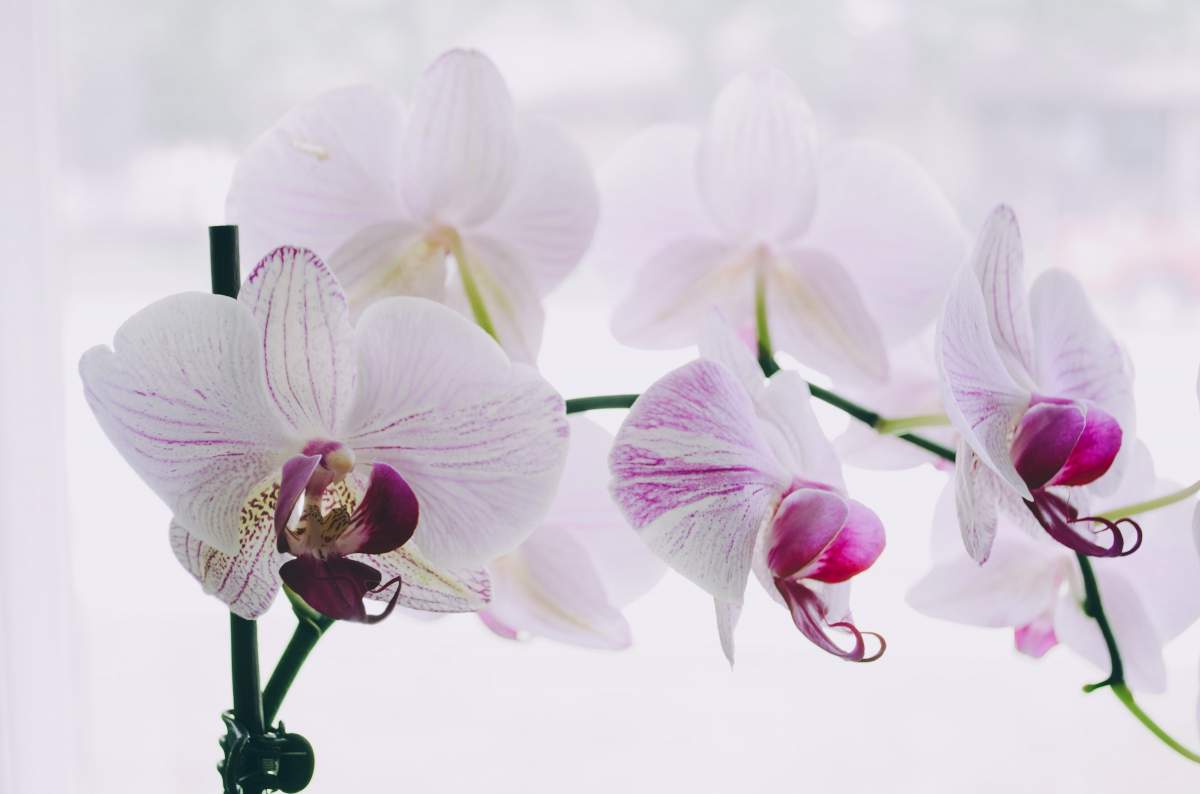 Cum să menții orhideele înflorite pe timpul iernii. La ce trebuie să fii atent	când ai aceste plante în casă