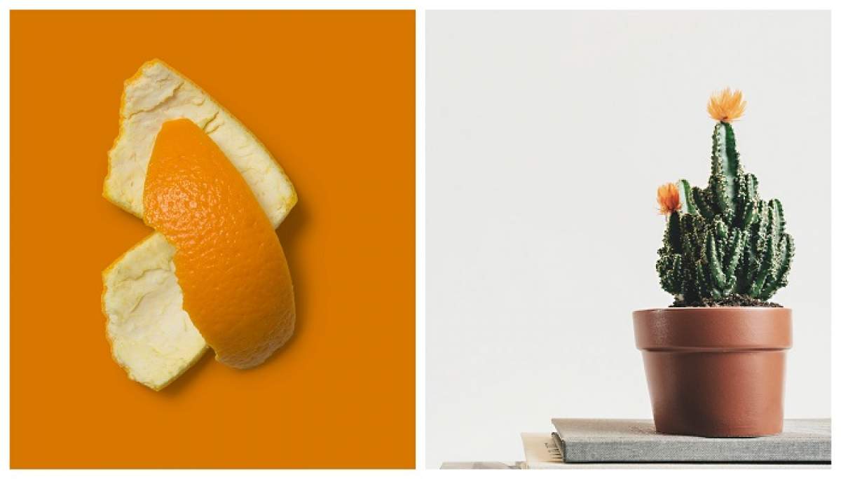 De ce este bine să pui coji de portocală în ghiveci. Cum le poți utiliza