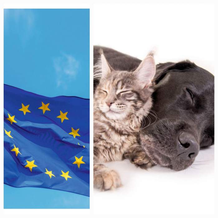 Țara din Europa unde oamenii nu își mai permit să aibă animale de companie, din cauza problemelor financiare. Câinii și pisicile ajung la adăpost