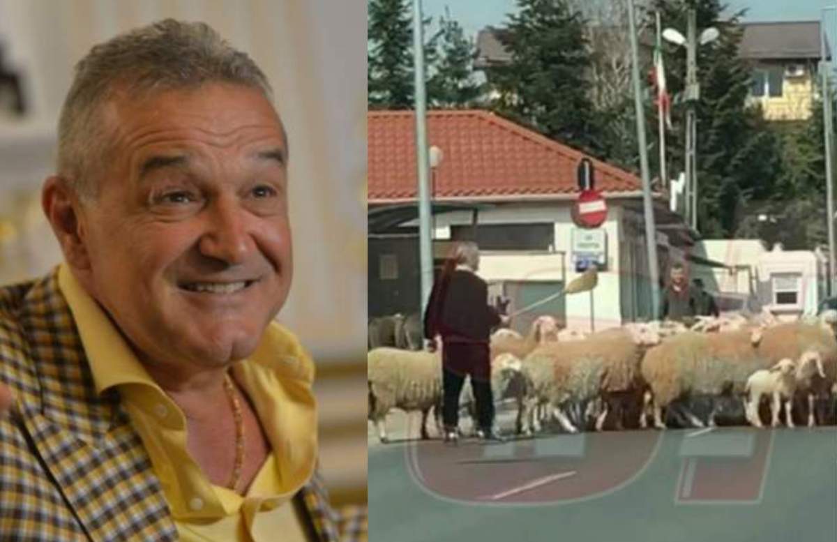 Oile lui Gigi Becali au fost furate. Hoții au plecat cu ele în portbagajul mașinii