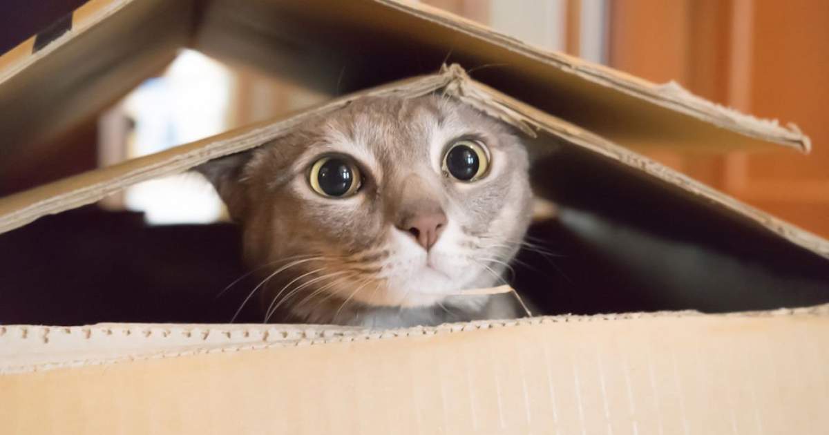 De ce pisica mea se joacă în cutiile goale. Ce poate însemna acest lucru