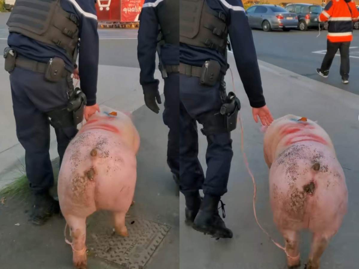 Un porc a fost salvat de la sacrificare de către jandarmii francezi, din mâinile unor români. Porc preluat de jandarmii francezi.