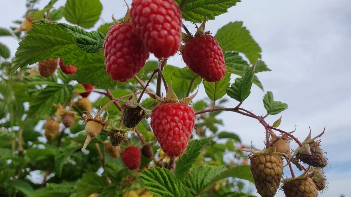 Oraşul din România unde zmeura poate fi culeasă și în luna decembrie. Producătorii au rămas uimiți