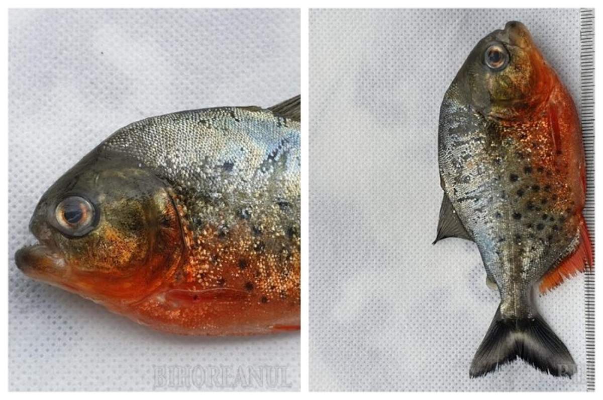 Râul din Romania unde a fost descoperit un exemplar de Piranha agresiv. Ar putea extermina toată fauna