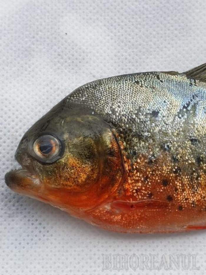 Râul din Romania unde a fost descoperit un exemplar de Piranha agresiv. Ar putea extermina toată fauna