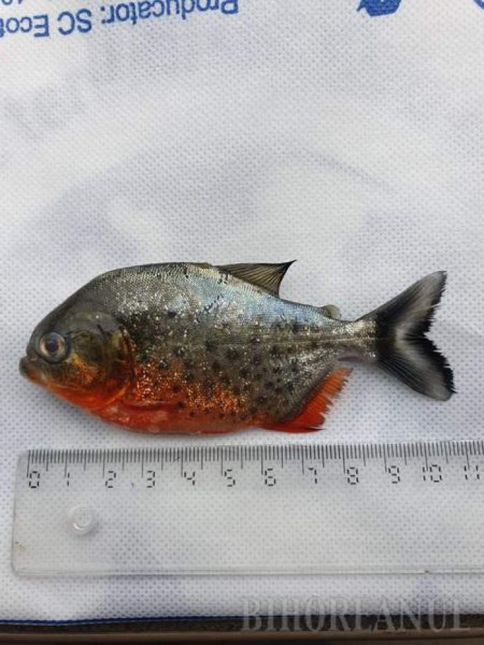 Râul din Romania unde a fost descoperit un exemplar de Piranha agresiv. Ar putea extermina toată fauna