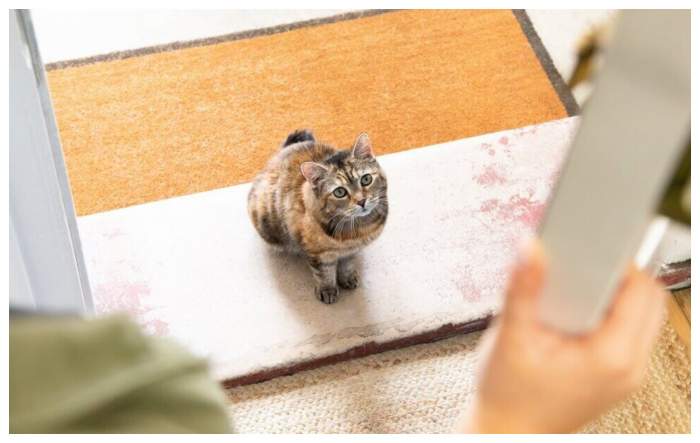 De ce pisica stă la ușă când vii acasă. Ce mesaj vrea să-ți transmită