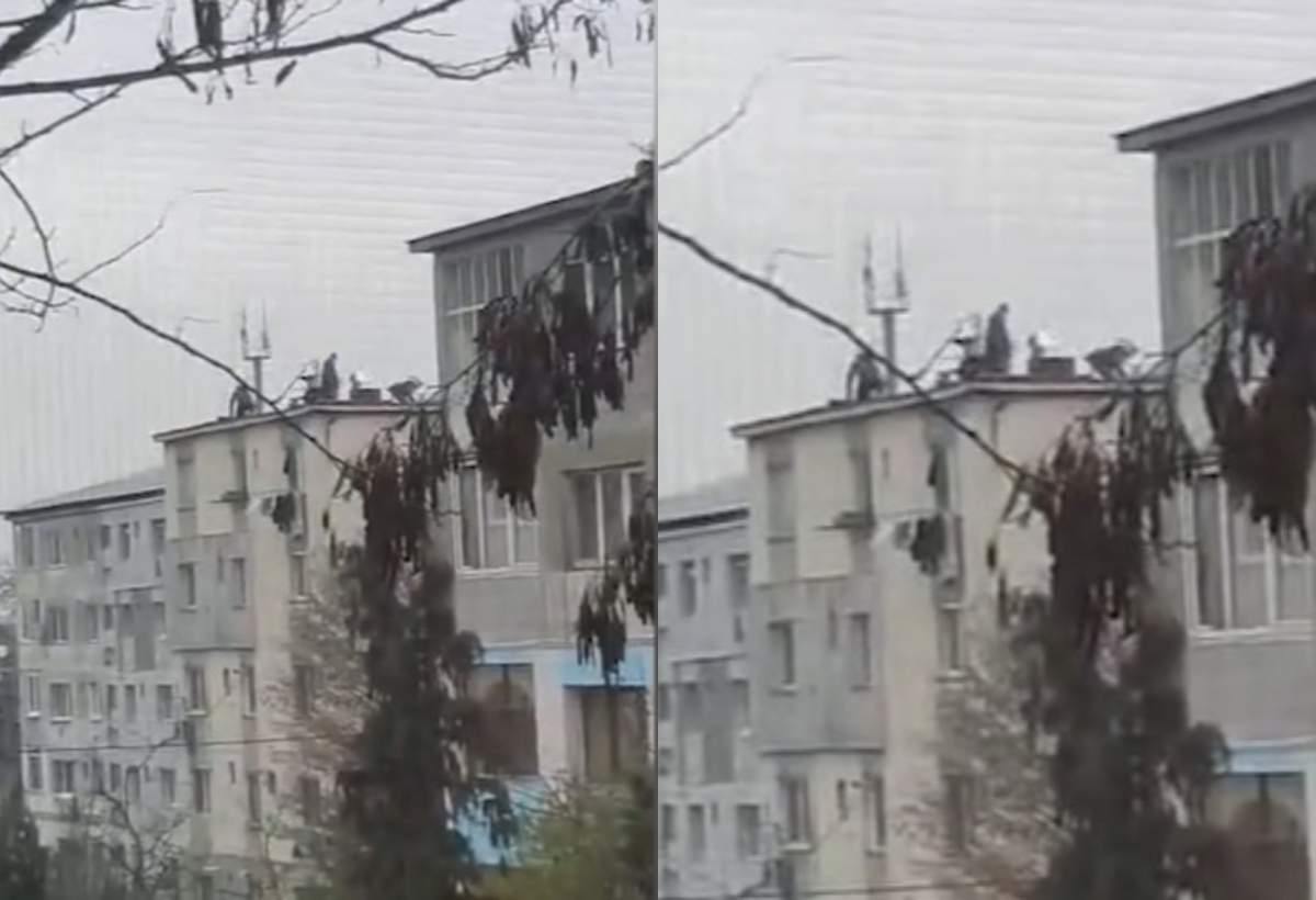 Șase bărbați din Baia Mare au tăiat porcul de Crăciun, la înălțime, chiar pe acoperișul unui bloc. Vecinilor nu le-a venit sa creadă