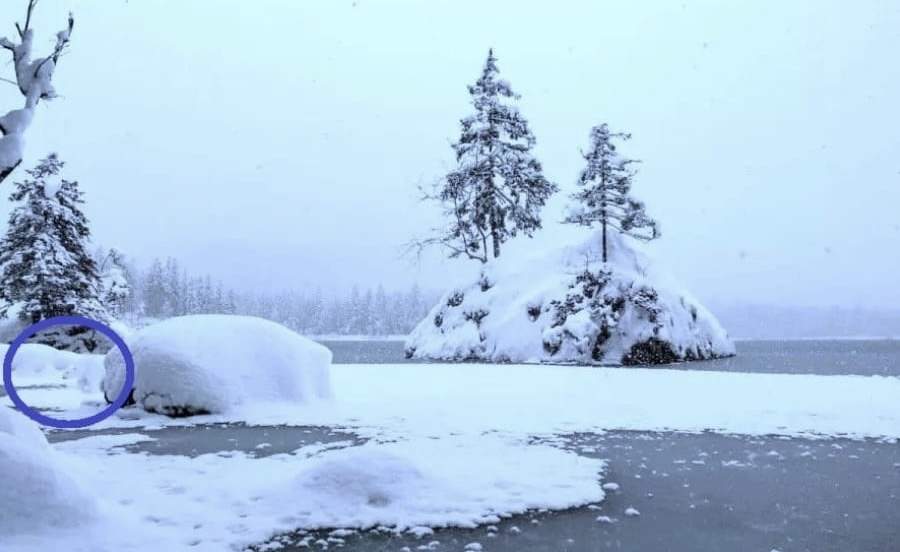 Testul de atenție pe care mulți români îl pică. Găsește ursul polar din imagine / FOTO