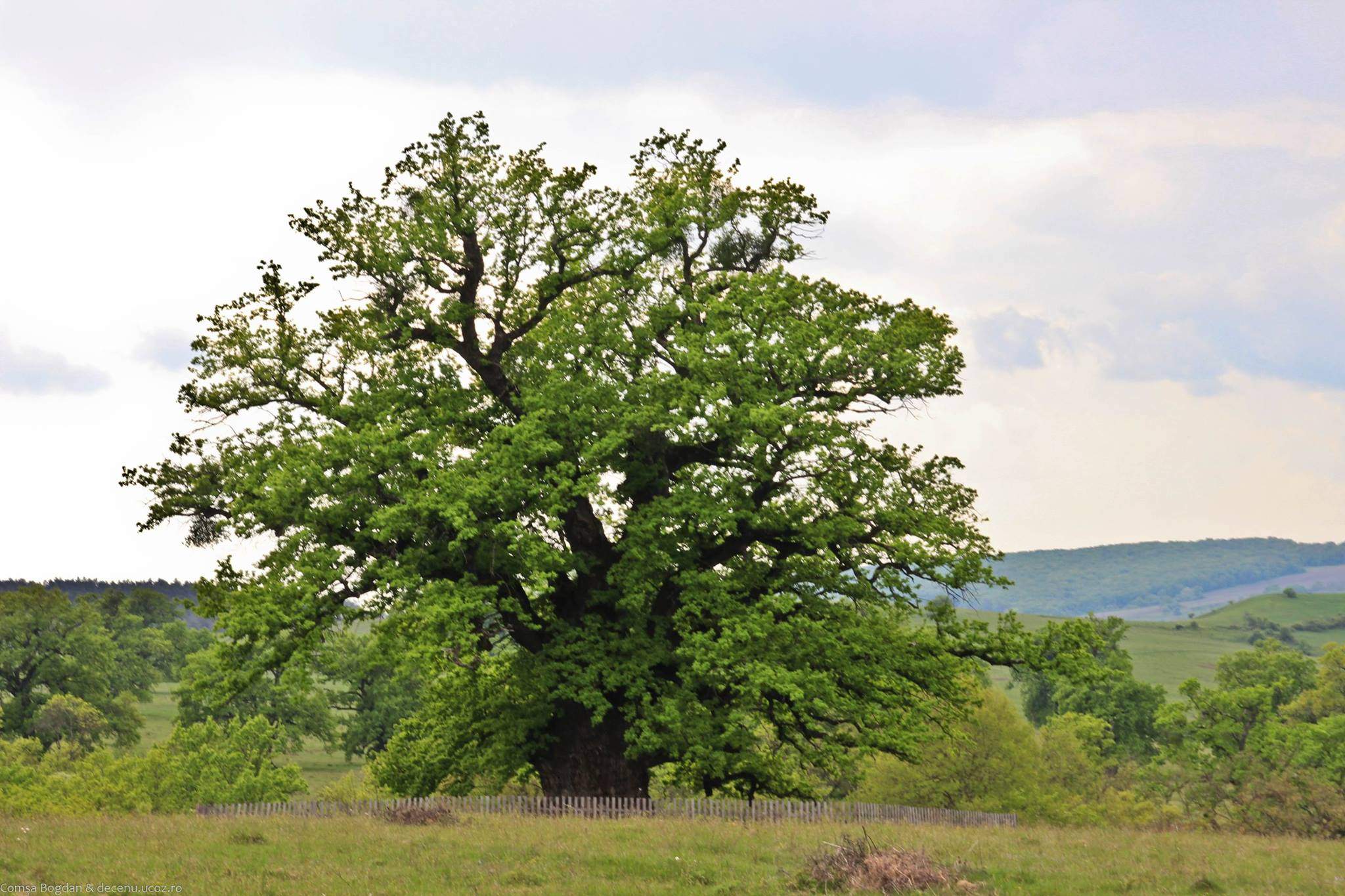 Stejarul din Mercheașa, cel mai bătrân copac din România