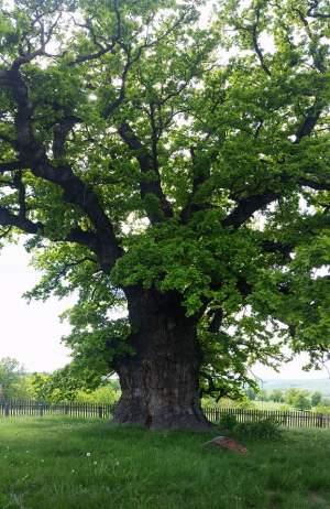 Locul din România unde se află cel mai bătrân copac. A devenit un simbol de peste 900 de ani pentru localnici / FOTO