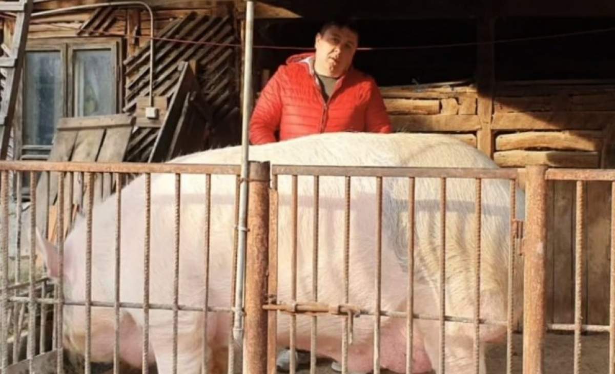 Cât costă cel mai mare porc de Crăciun din România. Prețul fixat de proprietar e cât al unei mașini de lux