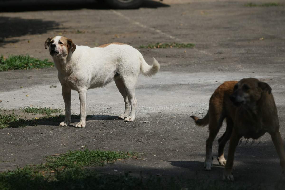 Copil de 10 ani din Sfântul Gheorghe, sfâșiat de câinii unui vecin. Băiatul a fost găsit inconștient de un medic veterinar