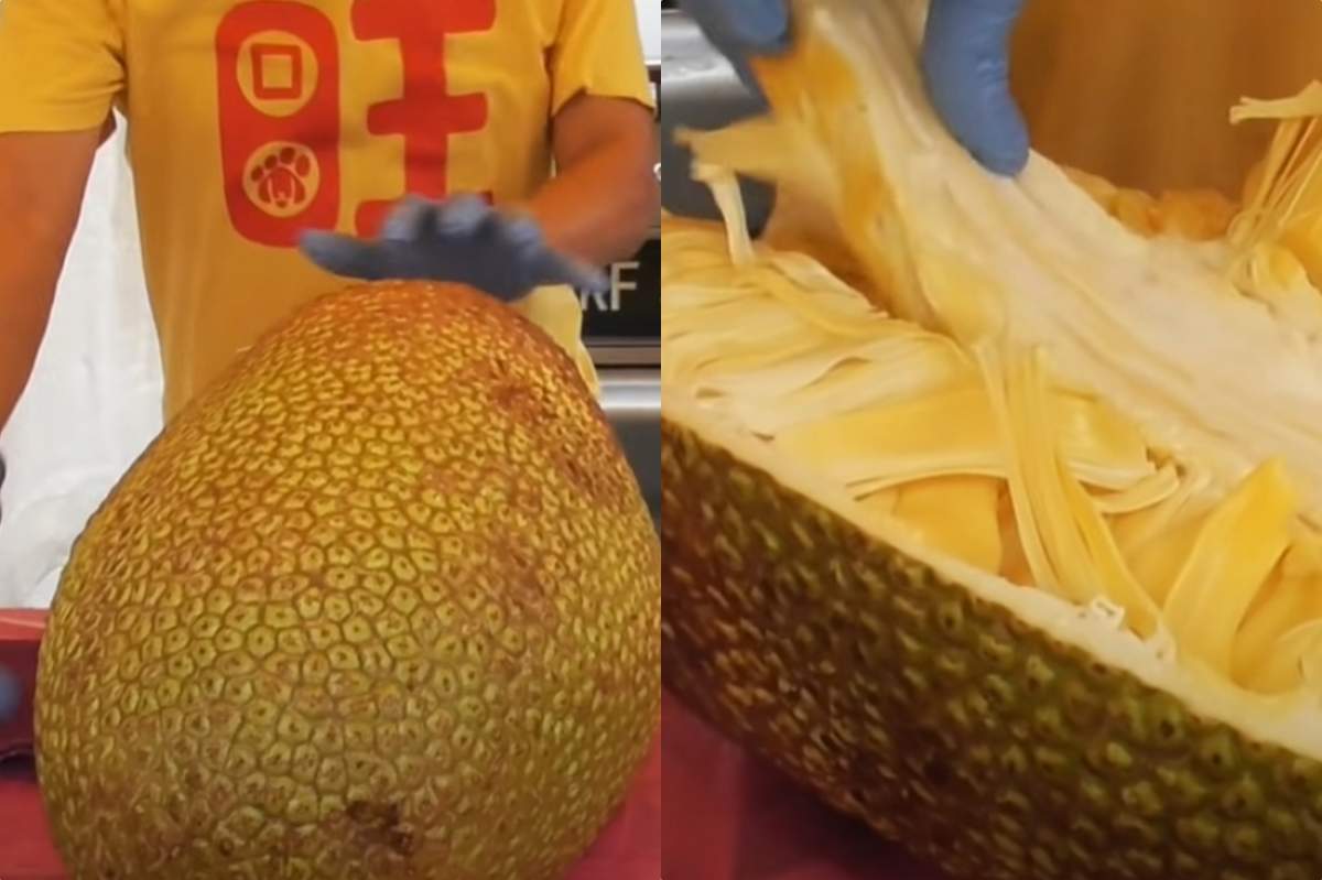 jackfruit urias