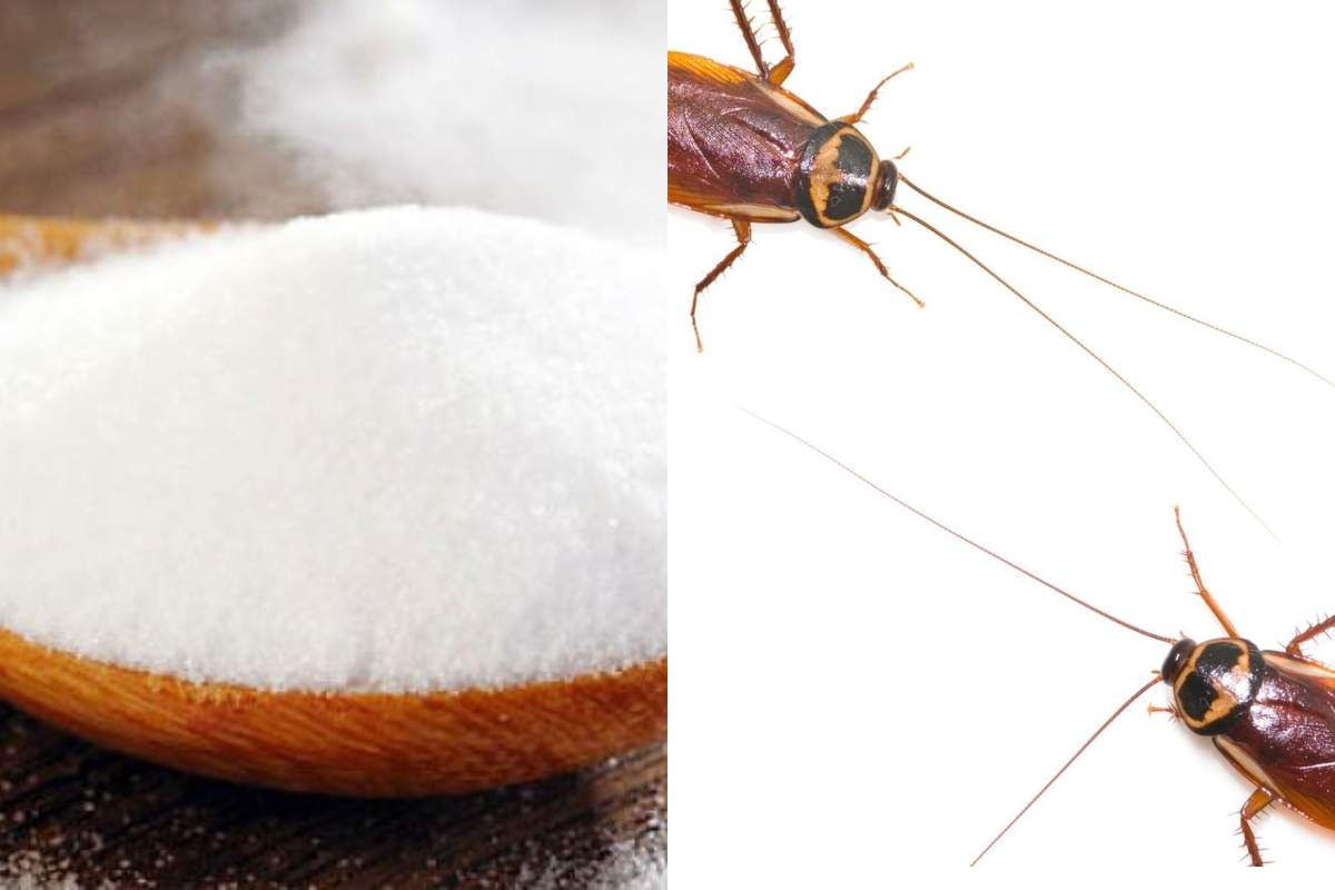 Cum te ajută bicarbonatul de sodiu să scapi de insectele din casă. Trucul pe care foarte puțini îl știu