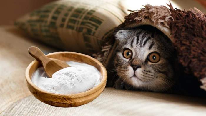 Ce se întâmplă dacă pui bicarbonat de sodiu, în litiera pisicii. Trucul util tuturor iubitorilor de animale
