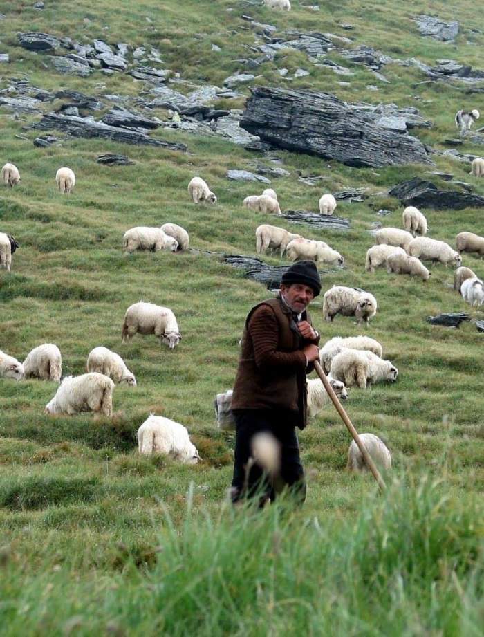 Caz șocant la Iași! Un cioban s-a dat pe piele cu o substanță pentru deparazitarea oilor. Ce s-a întâmplat la spital