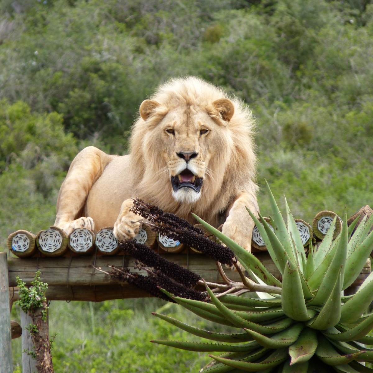 Leul Simba Leul Simba, mascota oraşului Zaporojie, a fost adus la grădina zoologică din Rădăuți. Animalul a scăpat cu viață în urma bombardamentelor