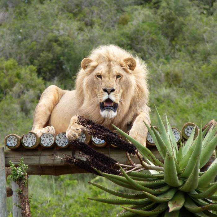 Leul Simba, mascota oraşului Zaporojie, a fost adus la grădina zoologică din Rădăuți. Animalul a scăpat cu viață în urma bombardamentelor