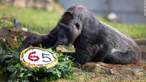 Cea mai bătrână gorilă din lume a împlinit 65 de ani. A avut parte și de o surpriză pe măsură