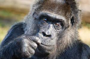 Cea mai bătrână gorilă din lume a împlinit 65 de ani. A avut parte și de o surpriză pe măsură