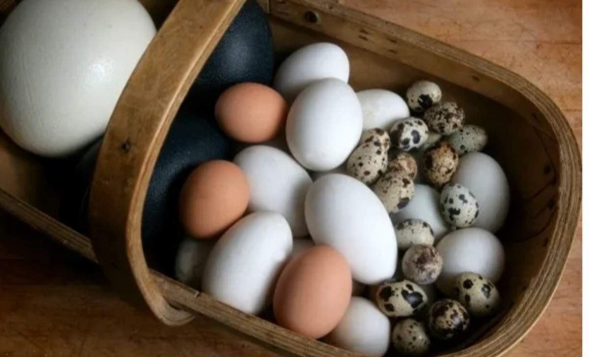 Cât se fierb ouăle de rață, gâscă, curcă sau bibilică