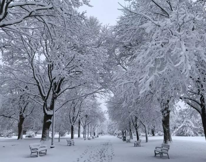 zăpadă în parc