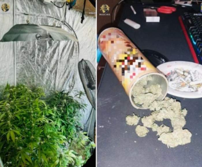 Un bărbat din Piatra Neamț și-a făcut o plantaţie de cannabis la el acasă. Cum l-au prins oamenii legii / FOTO