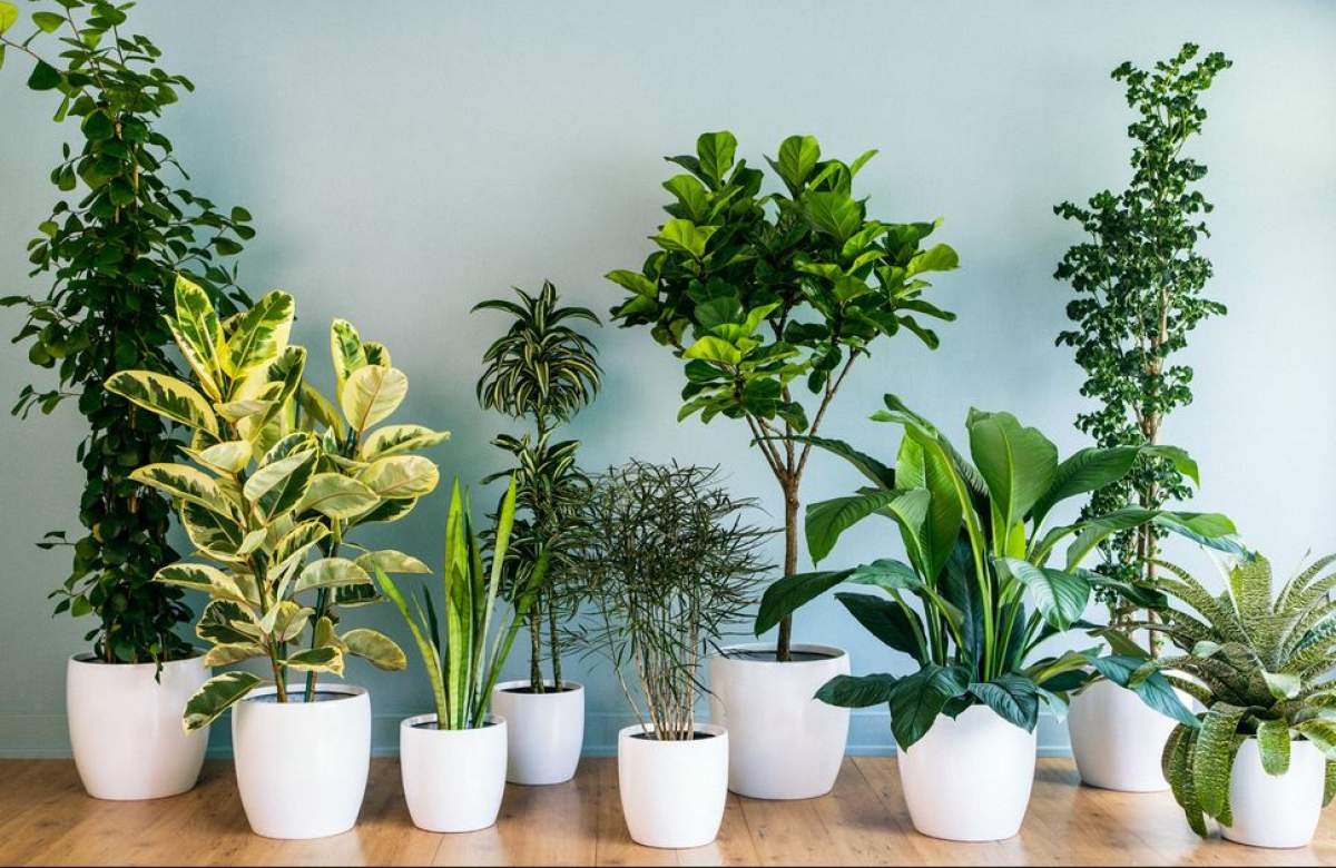 Un grup de plante verzi în casă