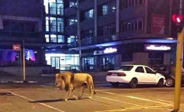 Un leu ar umbla liber pe străzile din Târgovişte. Locuitorii au primit mesaj RO-Alert