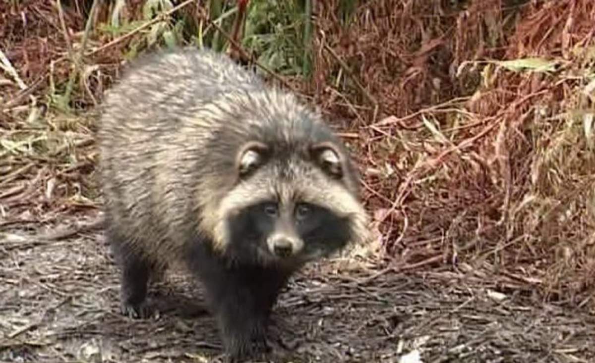 Cel mai ciudat animal descoperit în Delta Dunării. Cum se numește